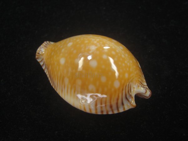 画像3: ビカロサクロユリダカラ(Perisserosa guttata guttata f.bicalosa) 老成 (3)