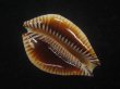 画像4: ビカロサクロユリダカラ(Perisserosa guttata guttata f.bicalosa) 老成 (4)