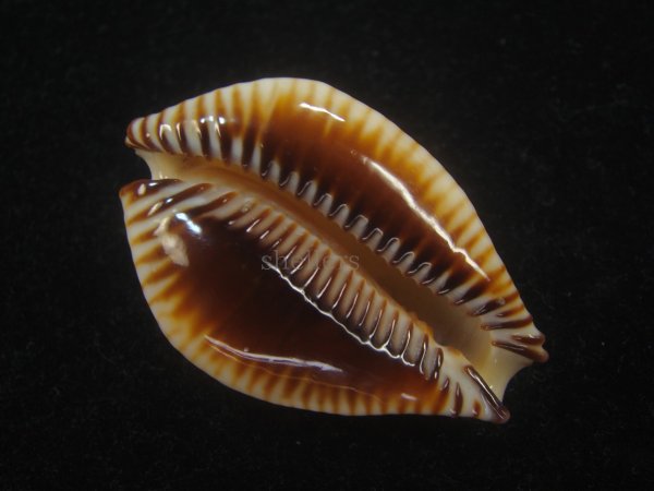 画像4: ビカロサクロユリダカラ(Perisserosa guttata guttata f.bicalosa) 老成 (4)