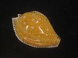 画像1: ビカロサクロユリダカラ(Perisserosa guttata guttata f.bicalosa) 大　老成　特美品 (1)
