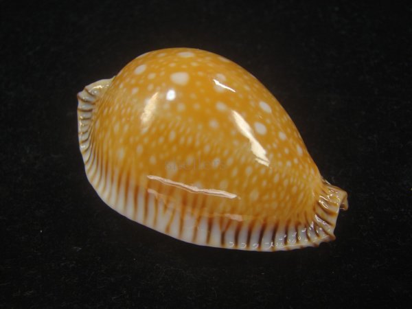 画像2: ビカロサクロユリダカラ(Perisserosa guttata guttata f.bicalosa) 大　老成　特美品 (2)