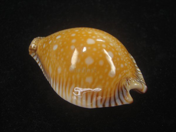 画像3: ビカロサクロユリダカラ(Perisserosa guttata guttata f.bicalosa) 大　老成　特美品 (3)