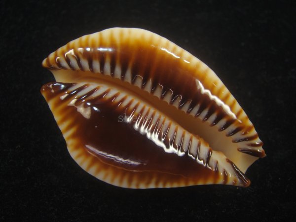 画像4: ビカロサクロユリダカラ(Perisserosa guttata guttata f.bicalosa) 大　老成　特美品 (4)