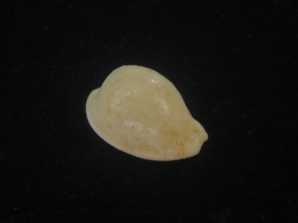 画像1: シロケープダカラ(Cypraeovula capensis gorda) 死殻だけど老成 (1)