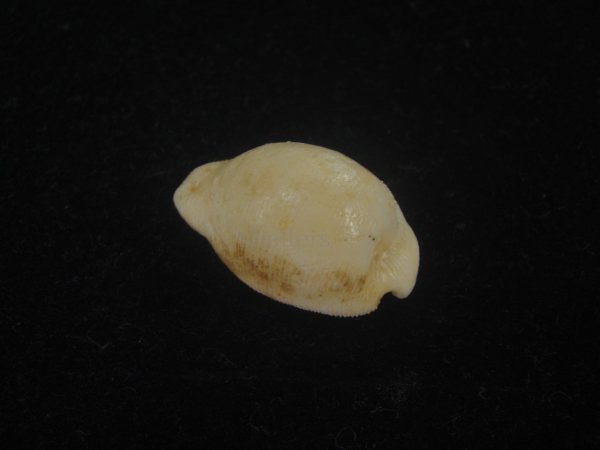 画像2: シロケープダカラ(Cypraeovula capensis gorda) 死殻だけど老成 (2)