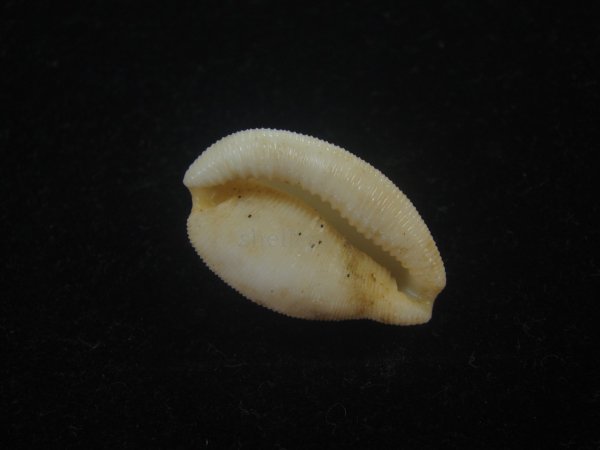 画像3: シロケープダカラ(Cypraeovula capensis gorda) 死殻だけど老成 (3)