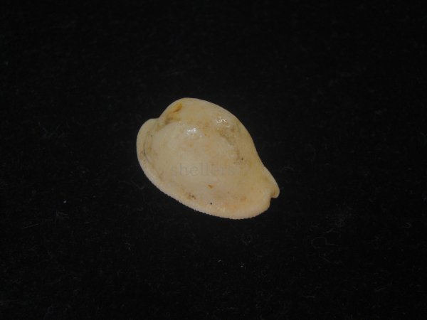 画像1: シロケープダカラ(Cypraeovula capensis gorda) 死殻 (1)
