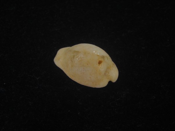 画像2: シロケープダカラ(Cypraeovula capensis gorda) 死殻 (2)