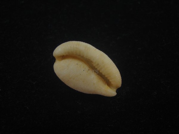 画像3: シロケープダカラ(Cypraeovula capensis gorda) 死殻 (3)