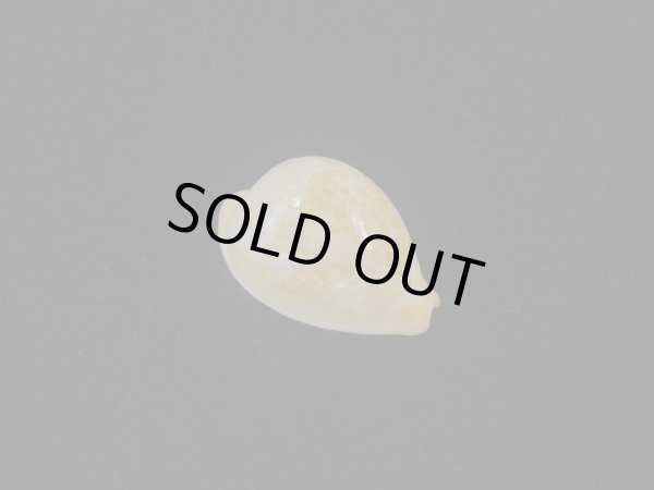 画像1: バークレイダカラ(Paradusta barclayi) 死殻だけど珍種 (1)