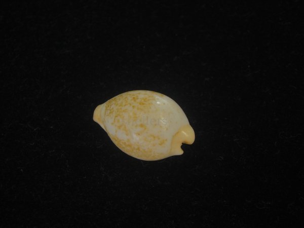 画像2: バークレイダカラ(Paradusta barclayi) 死殻だけど珍種 (2)