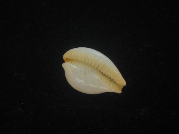 画像3: バークレイダカラ(Paradusta barclayi) 死殻だけど珍種 (3)