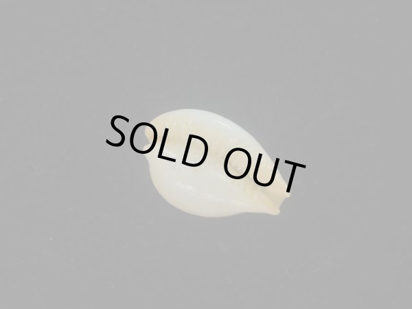 画像3: バークレイダカラ(Paradusta barclayi) 死殻だけど珍種 (3)