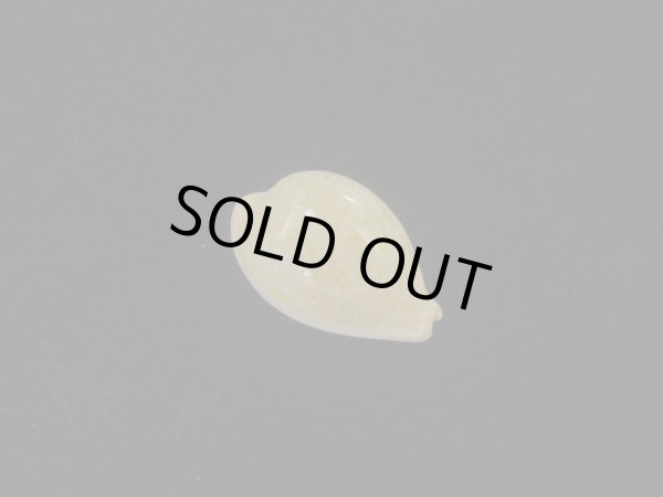 画像1: バークレイダカラ(Paradusta barclayi) 死殻だけど珍種 (1)