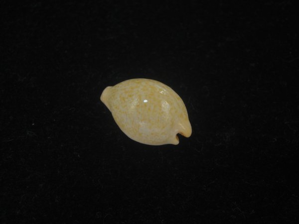 画像2: バークレイダカラ(Paradusta barclayi) 死殻だけど珍種 (2)