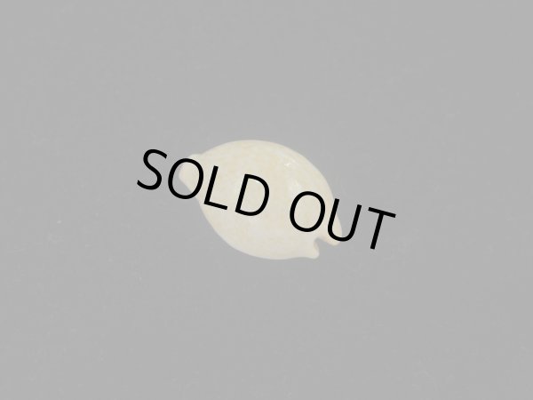 画像2: バークレイダカラ(Paradusta barclayi) 死殻だけど珍種 (2)