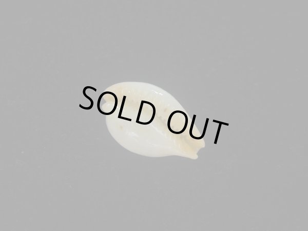 画像3: バークレイダカラ(Paradusta barclayi) 死殻だけど珍種 (3)