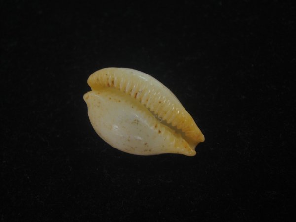 画像3: バークレイダカラ(Paradusta barclayi) 大　死殻だけど珍種 (3)