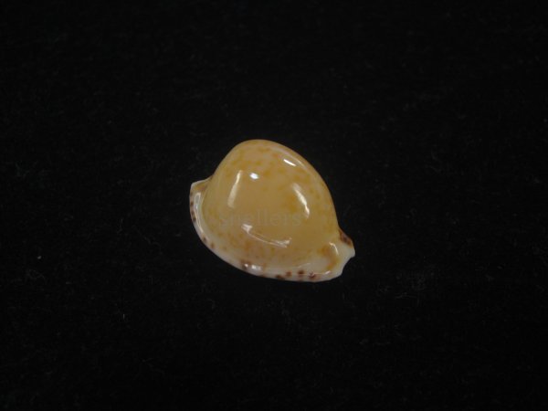 画像1: アルゴアダカラ(Cypraeovula algoensis algoensis) 美品 (1)