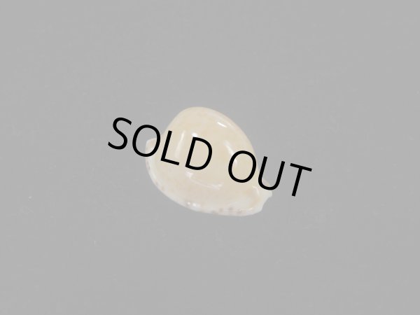 画像1: アルゴアダカラ(Cypraeovula algoensis algoensis) 美品 (1)