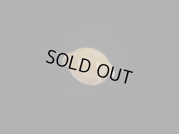 画像2: アルゴアダカラ(Cypraeovula algoensis algoensis) 美品 (2)