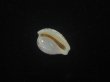 画像3: アルゴアダカラ(Cypraeovula algoensis algoensis) 美品 (3)