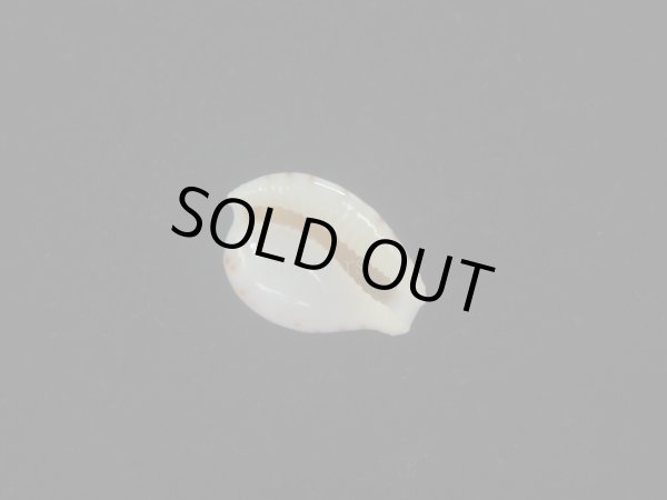 画像3: アルゴアダカラ(Cypraeovula algoensis algoensis) 美品 (3)