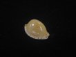 画像1: アルゴアダカラ(Cypraeovula algoensis algoensis) 美品 (1)