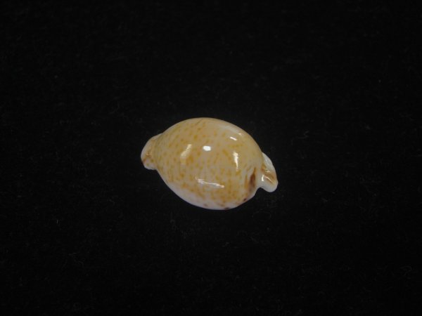 画像2: アルゴアダカラ(Cypraeovula algoensis algoensis) 美品 (2)