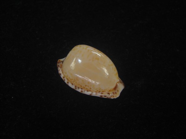 画像1: アルゴアダカラ(Cypraeovula algoensis algoensis) (1)