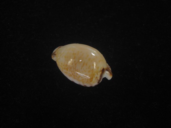 画像2: アルゴアダカラ(Cypraeovula algoensis algoensis) (2)