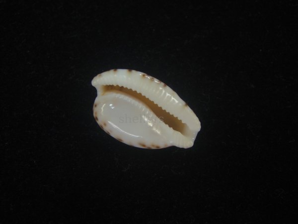 画像3: アルゴアダカラ(Cypraeovula algoensis algoensis) (3)