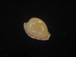 画像1: アルゴアダカラ(Cypraeovula algoensis algoensis) 丸　美品 (1)