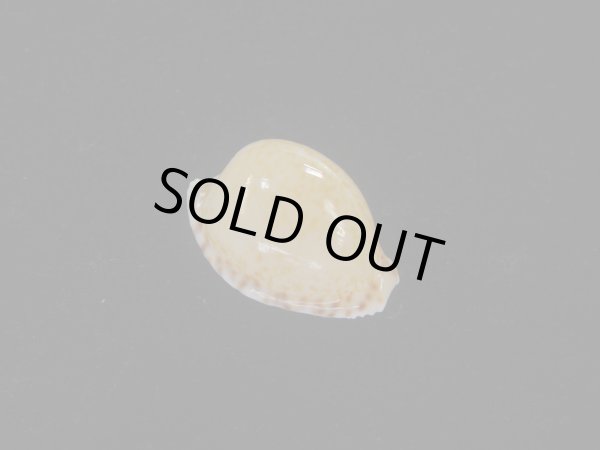 画像1: アルゴアダカラ(Cypraeovula algoensis algoensis) 丸　美品 (1)