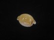 画像2: アルゴアダカラ(Cypraeovula algoensis algoensis) 丸　美品 (2)