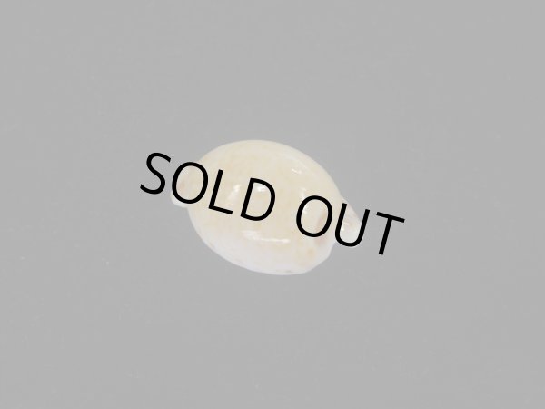 画像2: アルゴアダカラ(Cypraeovula algoensis algoensis) 丸　美品 (2)