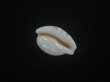 画像3: アルゴアダカラ(Cypraeovula algoensis algoensis) 丸　美品 (3)