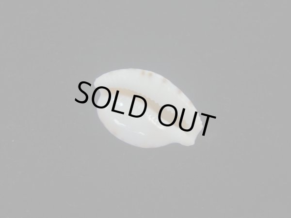 画像3: アルゴアダカラ(Cypraeovula algoensis algoensis) 丸　美品 (3)