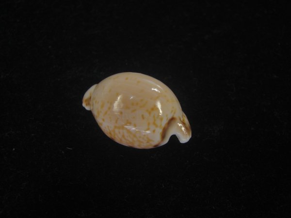 画像2: アルゴアダカラ(Cypraeovula algoensis algoensis) 大　美品 (2)