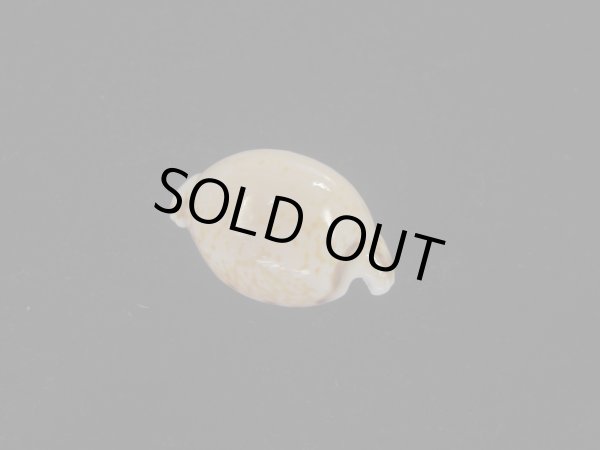 画像2: アルゴアダカラ(Cypraeovula algoensis algoensis) 大　美品 (2)