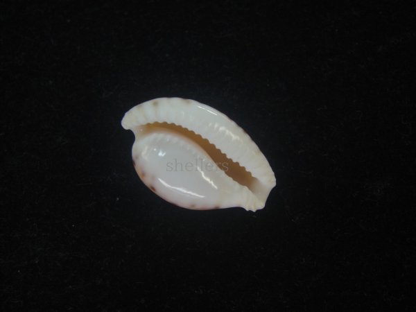 画像3: アルゴアダカラ(Cypraeovula algoensis algoensis) 大　美品 (3)