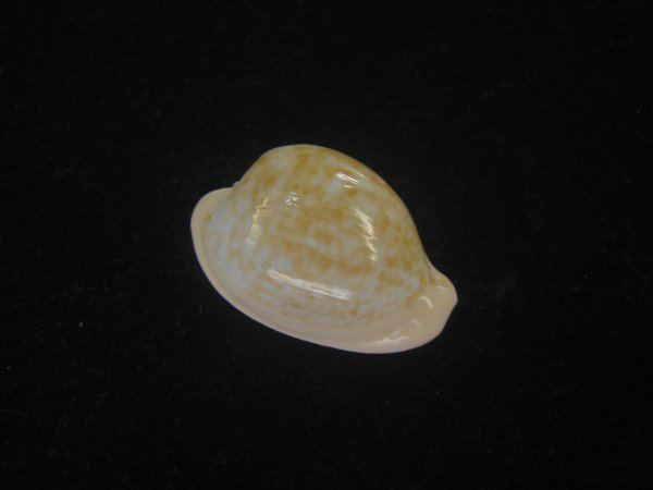 画像1: ゴンドワナアカチャダカラ(Cypraeovula fuscorubra elsorum) 美品 (1)