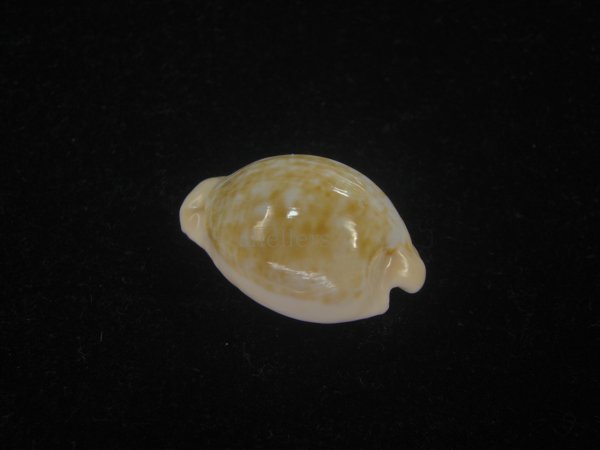 画像2: ゴンドワナアカチャダカラ(Cypraeovula fuscorubra elsorum) 美品 (2)