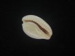 画像3: ゴンドワナアカチャダカラ(Cypraeovula fuscorubra elsorum) 美品 (3)