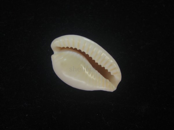 画像3: ゴンドワナアカチャダカラ(Cypraeovula fuscorubra elsorum) 美品 (3)