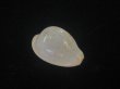画像1: ゴンドワナアカチャダカラ(Cypraeovula fuscorubra elsorum) ホワイト　美品 (1)