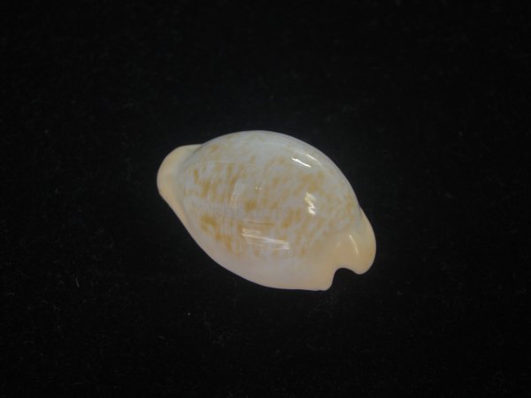 画像2: ゴンドワナアカチャダカラ(Cypraeovula fuscorubra elsorum) ホワイト　美品 (2)