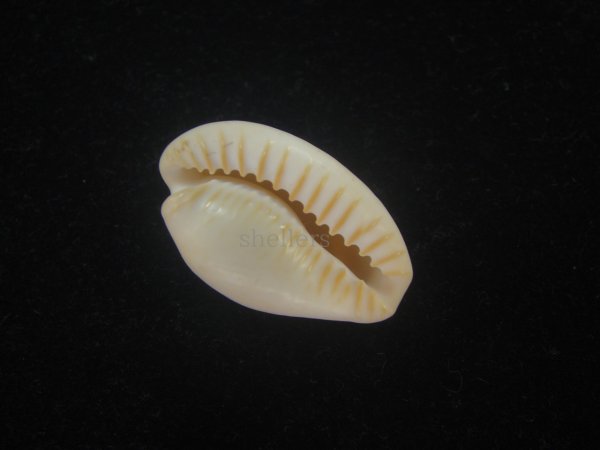 画像3: ゴンドワナアカチャダカラ(Cypraeovula fuscorubra elsorum) ホワイト　美品 (3)