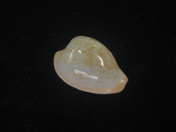 画像1: ゴンドワナアカチャダカラ(Cypraeovula fuscorubra elsorum) 美品 (1)