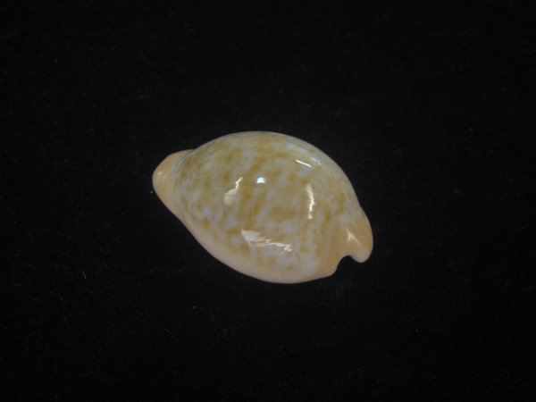 画像2: ゴンドワナアカチャダカラ(Cypraeovula fuscorubra elsorum) 美品 (2)